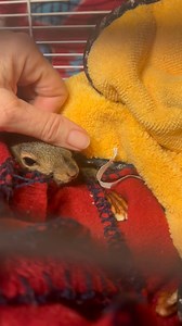 Fatima❤️🐿️ | Secret Squirrel Wildlife Rehabilitation