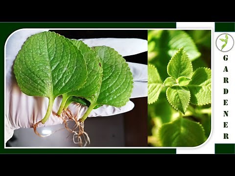 How to grow Indian borage or Mexican mint (Panikoorka) in water from leaves - New Tech Garden