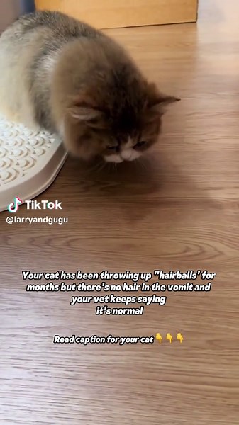 This isn’t normal, and it’s probably not hairballs. Chronic vomiting in cats is one of the most misdiagnosed conditions in veterinary medicine. What most people call “hairballs” is often inflammatory bowel disease (IBD) - a serious condition that gets worse without treatment. Here’s the difference: True hairballs are occasional (maybe once a month) and contain obvious hair. IBD vomiting happens multiple times per week and is usually just food or bile. IBD occurs when the intestinal lining become