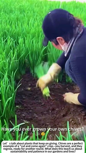 The Swift Harvest: Hand‑Cutting Fresh Chives 🌱🧑🌾