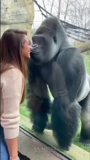 Silverback Falls for American Girl 😍🦍 | But Female Gorilla Teaches Him a Lesson! 😂🔥