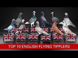 Top 10 English Flying Tipplers With the Longest Flight Records