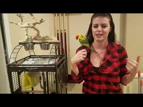 Mango The Conure Has a Great Cage Set Up | PARRONT TIP TUESDAY