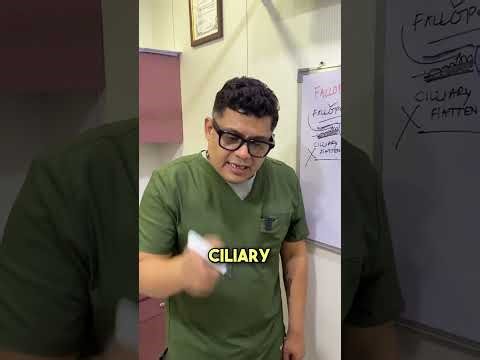 Fallopean Tubes Explained!