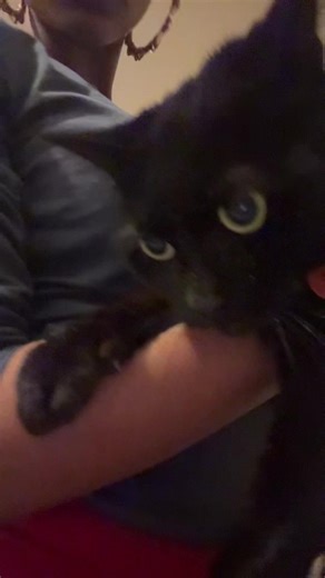 everyone say ew stinky #ilovemycatsomuch