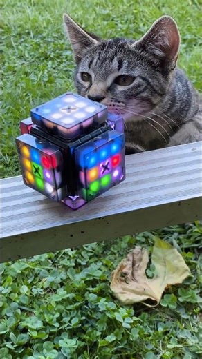 my cats vs cool robot rubik's cube solver 😎 #shorts
