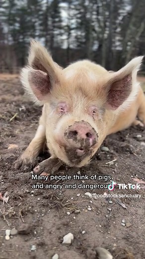 Understanding Pigs: Friendly Creatures We Misunderstand