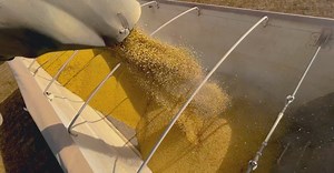 Video by MELQUIZEDEQUE ALMEIDA on Pexels