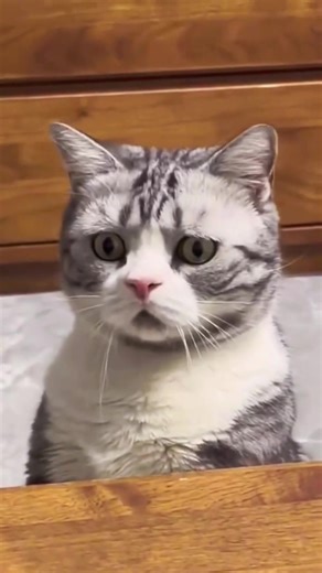 Cat vs Duck: Hilarious Animal Showdown