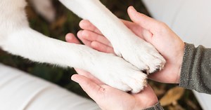 5 cách vượt qua nỗi đau mất thú cưng