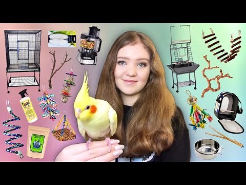 EVERYTHING YOU NEED Before You Get a Parrot!