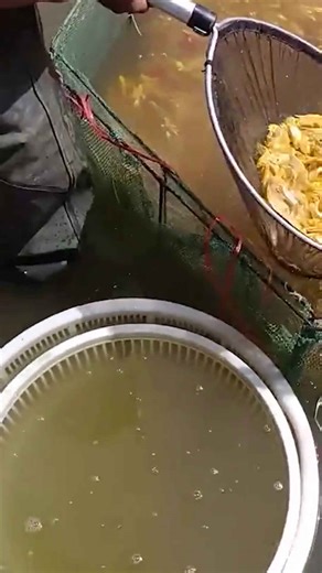 Masterful Fish Catching: Epic Pond Tricks and Methods