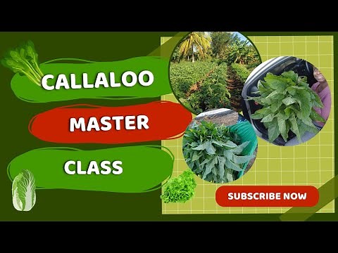 We Visited A Callaloo Farm