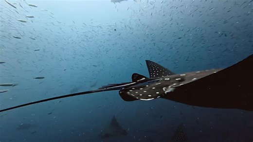 ex HMAS Tobruk ‘flight path’…. Massive eagle rays gliding and circling the wreck…. So very special! Visit Queensland, Australia visitfrasercoast #scubalife #underthesea #diveaustralia #padiasiapacific #padi | Hervey Bay Dive Centre