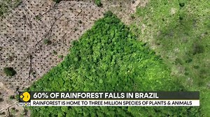 Deforestation rate in Brazil's #Amazon falls President #LulaDaSilva pledged to halt deforestation by 2030 WION brings you this report For more videos, visit: wionews.com/videos | WION