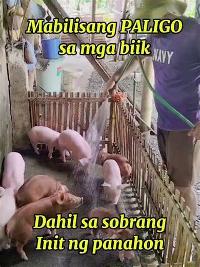 Mabilisang ligo sa mga biik@mangungumatv8418 #pig #animals #farmlife #pigfeed #pig #pigbreeding