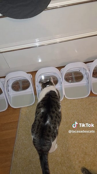 Distributeur de croquettes avec détecteur de puce pour chats