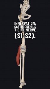 The nerve supplying the gastrocnemius is the tibial nerve, which arises from the sciatic nerve. It carries fibres from the anterior rami of the S1 and S2 spinal nerves and runs through the posterior compartment of the leg. As it travels downward, it passes deep to the soleus and gives off branches that innervate the gastrocnemius. The tibial nerve enters the popliteal fossa, where it lies medial to the common fibular nerve and superficial to the popliteal artery and vein. Within this region, it