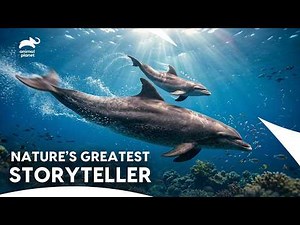 100 Years of a Living Legend David Attenborough | Animal Planet India
