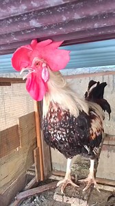 13K views · 62 reactions | rooster crowing sound effect | denizli...