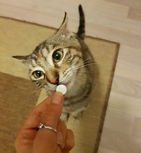 Pill Shooters for Cats [Best 2 Choices   1 GOOD Alternative]