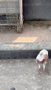 25K views · 1K reactions | Goed Rode X Python x Kittel | Ashikur Rahmans pigeons collection | Facebook