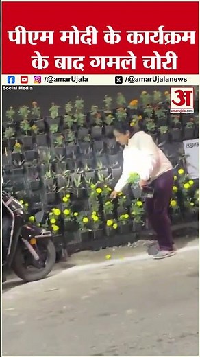 PM Modi के Lucknow से जाते ही लोगों ने लूट लिए सड़कों पर लगे गमले, वीडियो हुआ वायरल। Amar Ujala
