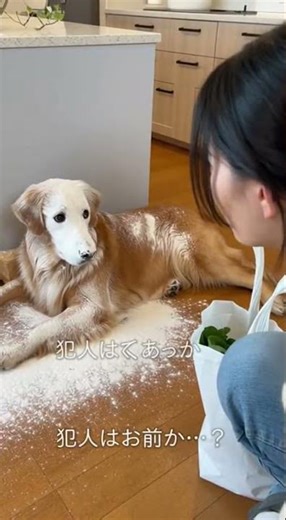 【目指せ猫ミーム】猫が落とした粉で犬が汚れ、後から来た飼い主に犬が犯人だと疑われる#cats #short #猫 #cat