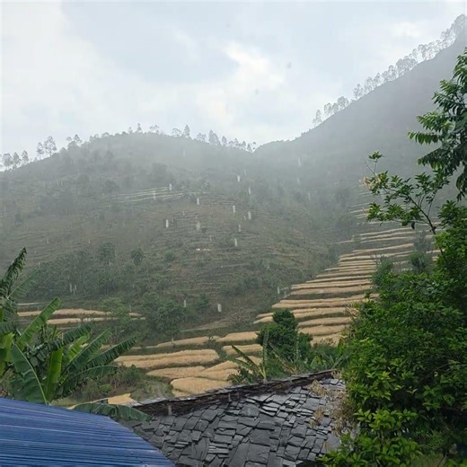गहुँवाली भित्र्याउने समयमा पानी परेर किसानहरूको जीवन कष्टकर भइरहेको छ।😏#phadivibes #villagelife