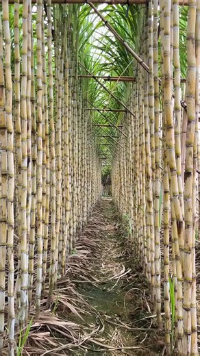 #agriculture | MyFarm