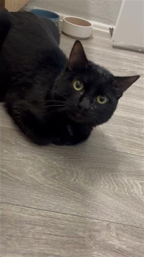 Meet Rascal: Adoptable through Southern Arizona Cat Rescue!