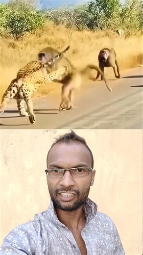 Real Leader 🦁: Jab Baboons ne milkar kiya Tendua par hamla! #shorts