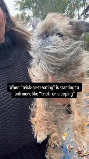 I’ll stay home and hand out the candy…to the zero trick-or-treaters we get on our street 😅 ✌️ | Itty Bitty the Griff