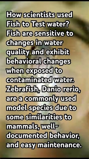How Scientist Used fish to Test water? 🤔 #science