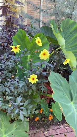 Why You Should Plant Fall Flowers