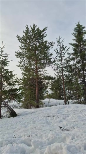 Afternoon Snowmobile Adventure