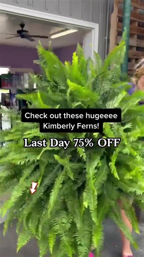 5.2K views · 19 reactions |  found this highly realistic Artificial Boston Fern! After a whole year, they remain as fresh and green as ever, with a texture so realistic that it's astonishing! It's time to decorate your porch with them! Get it now | Gardern | Facebook