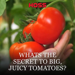 Pre-Order Your Tomato Plugs Today! 🌱🍅 Ready-to-plant tomato plugs are here! No more waiting—secure yours now and enjoy a faster, stronger start to the season. | Hoss