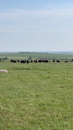 Blue Mounds State Park in Luverne, MN has the best Prairie & Bison tour and it’s only $10! #ad #luvernemn #minnesota #mn #exploremn #midwest #statepark #bison Luverne Area Chamber Minnesota State Parks and Trails Luverne, Minnesota | The Midwest Millennial