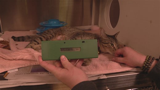 Your pet’s microchip may no longer be registered