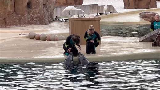 Bottlenose Dolphin Vocalizations at Dolphin Adventures Show • #seaworld #seaworldorlando #orcaencounter #standwithseaworld #istandwithseaworld #parktoplanet #instagood #seaworldrescue #orlando #orca #orcas #whale #whales #killerwhale #sea #seaworldcares #nature #dinewithorcas #shamu #cetacean #dolphin #cetaceanphotography #shamu #shamurocks #killerwhales #shamu #seaworldchristmas #marinelife #seaworldvideos #reels | SeaWorld Videos