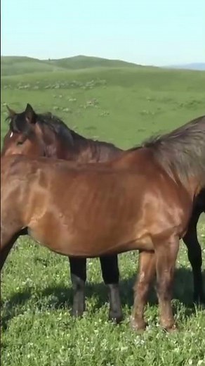 Young stallion and seasoned mares । Managing Mixed Gender Herds