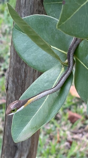 Most venomous snake in Africa