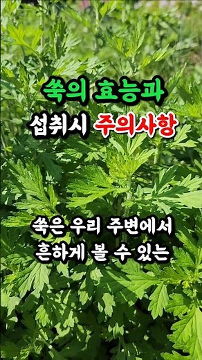 🌱Benefits of Mugwort and Precautions for Consumption! #Health #MugwortBenefits #HealthyFood