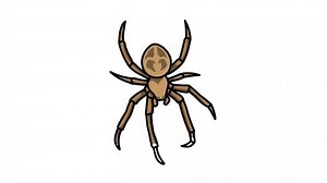 Spider Sketch 2d Animation Insect Brown Stock Footage Video (100% Royalty-free) 1093613139 | Shutterstock