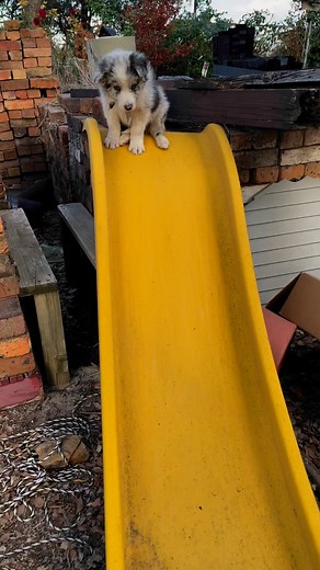 Our puppies are just a tiny bit spoilt. | Eltham Border Collies