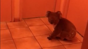 Friendly koala walks into a restaurant full of diners like it's NBD