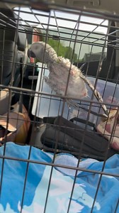 Our final surrender of the day, meet Misty, a Congo African Grey if you’re interested in adoption visit www.birdsandbeaks.org/adopt | Birds and Beaks Rescue and Rehab