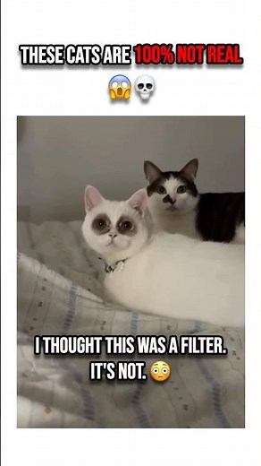 Did I just find the most cursed cat compilation? 😱💀 #shorts