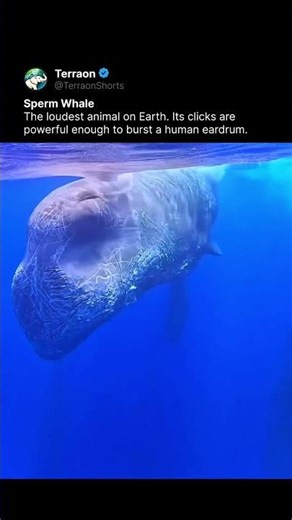 The ocean’s loudest secret 🐳